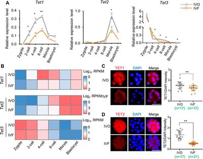 Vitamin C Rescues in vitro Embryonic Development by Correcting Impaired Active DNA Demethylation